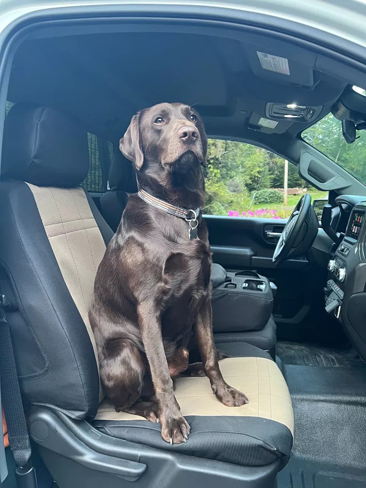 protect-your-vehicle-and-pet-today-.jpg
