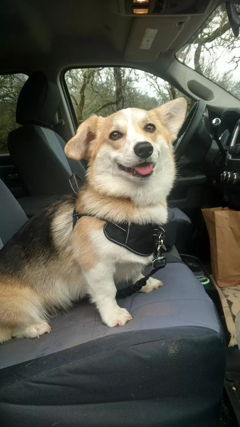 why-protecting-your-car-seats-matters.jpg